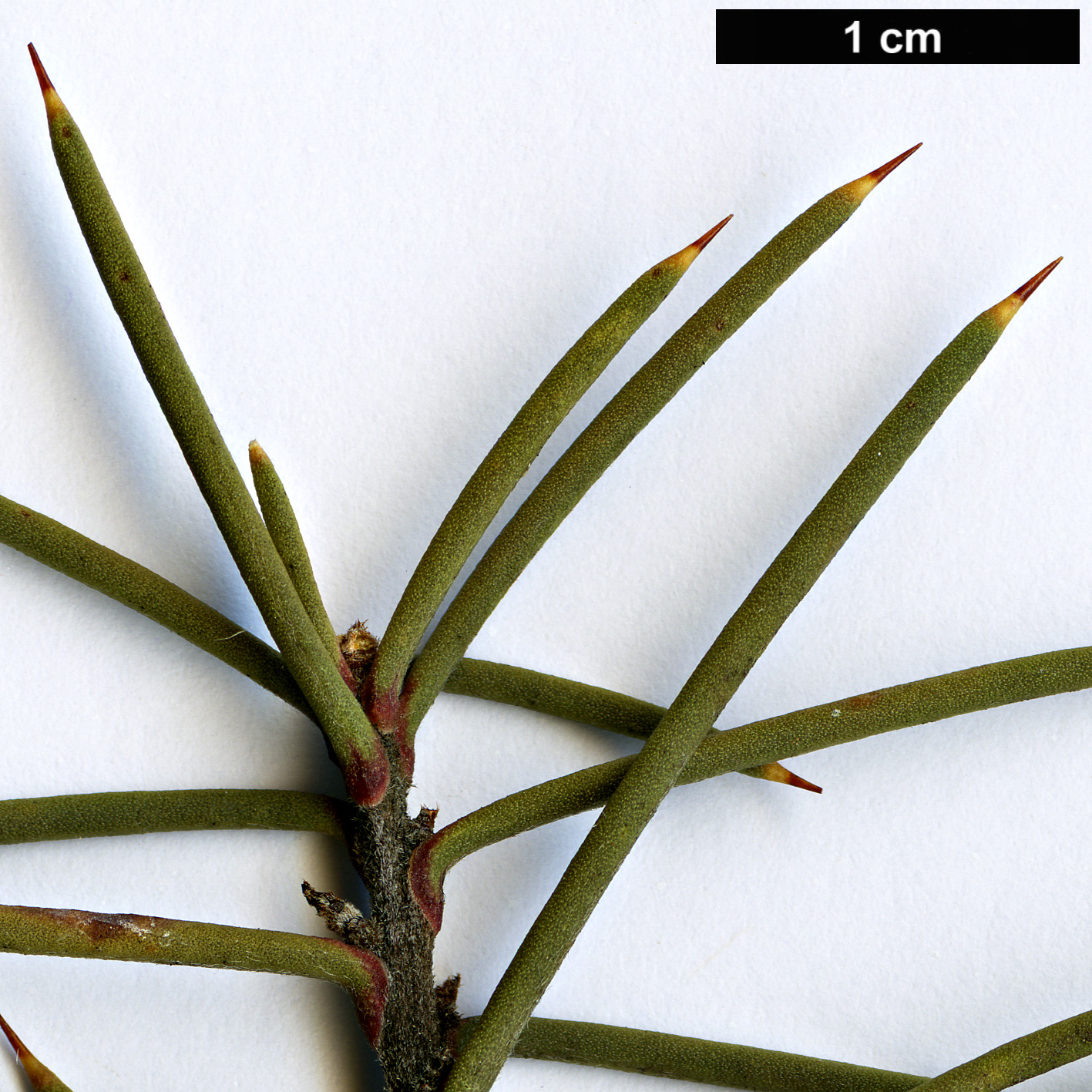 High resolution image: Family: Proteaceae - Genus: Hakea - Taxon: decurrens - SpeciesSub: subsp. platytaenia